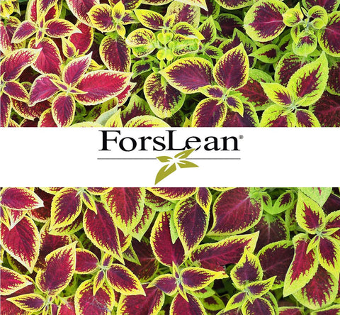 Forslean®