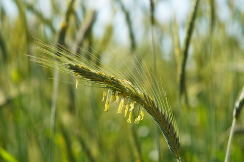 GRAMINEX® G63®