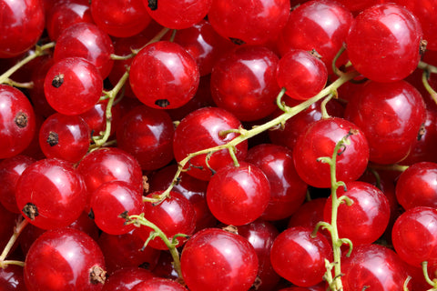 Rote Johannisbeeren Fruchtsaftpulver