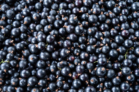 Schwarze Johannisbeeren Fruchtsaftpulver