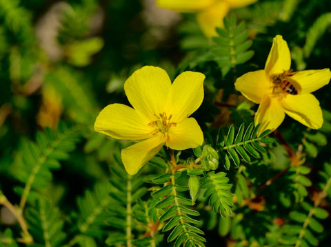 Tribulus terrestris Extrakte - MIVALIED® Rohstoffhandel e.K