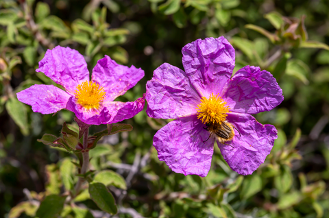 Cistus Extrakt