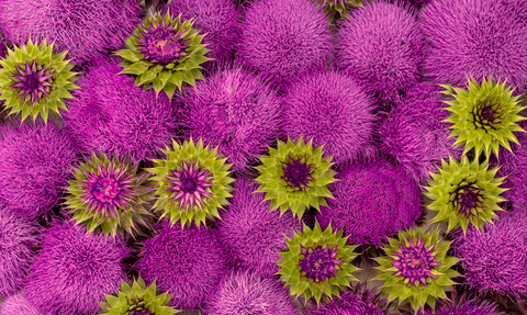 Mariendistel Extrakt
